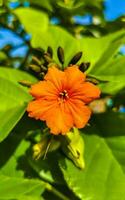 kou cordia subcordata bloeiende boom met oranje bloemen in mexico. foto