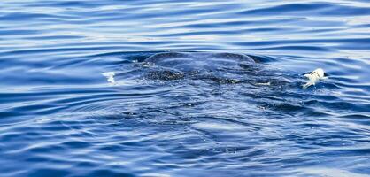 reusachtig walvis haai zwemt Aan de water oppervlakte Cancun Mexico. foto