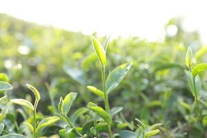 groen thee bladeren in een thee plantage detailopname, top van groen thee blad in de ochtend- foto