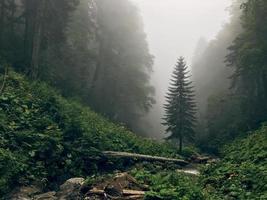 prachtig bos van de bergen van de Kaukasus in mist. Rusland foto