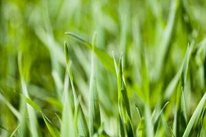 veld van groen gras foto