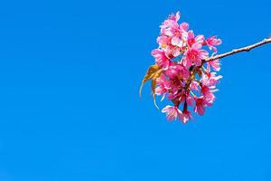 bloesem van wilde Himalaya kers, prunus cerasoides of gigantische tijgerbloem op blauwe lucht.