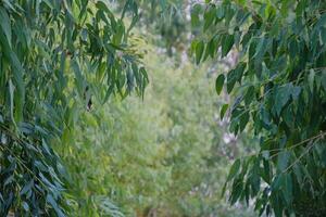 eucalyptus bladeren. tak eucalyptus boom natuur achtergrond foto