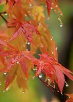 esdoorn- bladeren symboliseren gastvrij herfst. foto