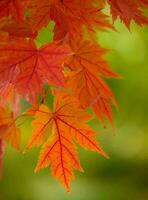 esdoorn- bladeren symboliseren gastvrij herfst. foto