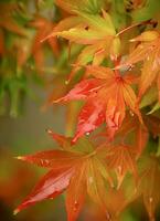 esdoorn- bladeren symboliseren gastvrij herfst. foto