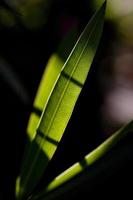 oleanderbladeren, de giftige plant die overal in overvloed aanwezig is, madrid spanje