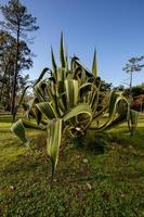 bonte eeuwse plant in aveiro, portugal foto