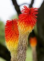 kniphofia uvaria bloemen in portugal foto