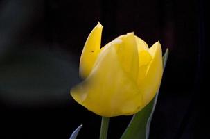 details van gele tulpenbloem in de tuin, madrid spanje foto