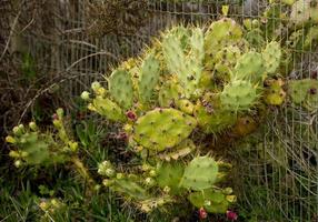 cactus in aveiro, portugal foto