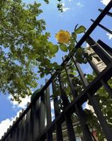 een gele roos verlaat het hek, Madrid. Spanje