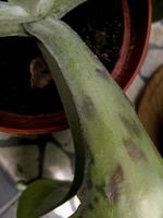 de kalanchoë, een geneeskrachtige plant, madrid spanje foto