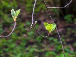 detailopname van de knoppen, stam en klein jong groen bladeren van sorbus latifolia. zonnig voorjaar dag . foto