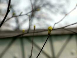 detailopname van de knoppen, stam en klein jong groen bladeren van sorbus torminalis ik. zonnig voorjaar dag . foto
