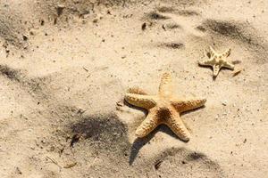 zeester op het zand op de oceaan op een warme zomerdag foto