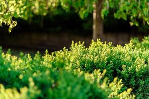 mooie groene planten in de tuin op een warme zomerdag foto