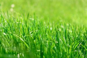 mooie groene planten in de tuin op een warme zomerdag foto