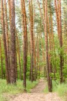 prachtig bos met hoge pijnbomen buiten de stad op een warme zomerdag foto