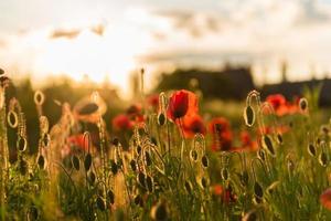 mooie rode klaprozen in defocus op een prachtig zomers groen veld