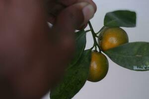 Holding een stengel van oranje fruit Aan een duidelijk achtergrond. foto