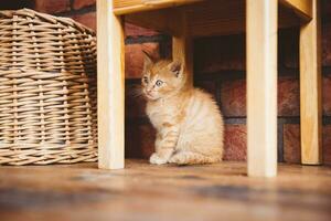 schattig bruin katje met timide uitdrukking en blauw ogen zittend onder de houten stoel Aan de houten verdieping van terras in voorkant van steen muur foto