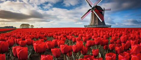 tulp veld- landschap in Nederlands foto