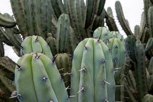 myrtillocactus meetkundigen - macro schoonheid van natuur patronen foto