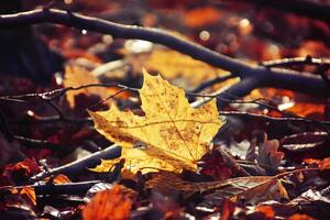 herfst takken van een boom gekleed in bladeren en regendruppels schijnend in de zon foto