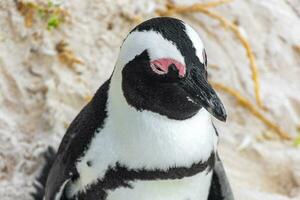 zuiden Afrikaanse pinguïns kolonie van bril pinguïns pinguïn kaap dorp. foto