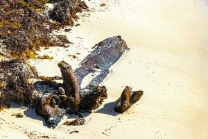 mooi caraïben strand met gewassen omhoog boom romp hout Mexico. foto