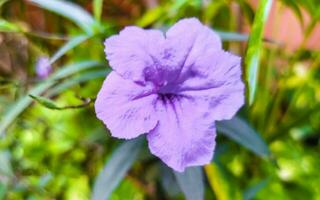 Purper roze bloem Britten wild petunia Mexicaans klokje petunia Mexico. foto