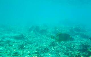 snorkelen onderwater- keer bekeken vis koralen turkoois water rasdhoo eiland Maldiven. foto