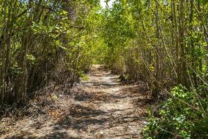 tropisch Woud oerwoud natuur caraïben exotisch palm bomen planten Mexico. foto