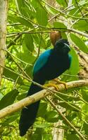 yucatan gaai vogel vogelstand in bomen tropisch oerwoud natuur Mexico. foto