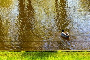 mannetje eend met groen hoofd zwemmen in meer vijver nederland. foto