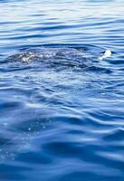 reusachtig walvis haai zwemt Aan de water oppervlakte Cancun Mexico. foto