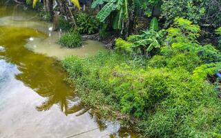 groen mooi tropisch rivier- zoetwater lagune in puerto escondido Mexico. foto