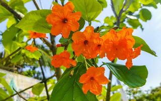 kou cordia subcordata bloeiende boom met oranje bloemen in mexico. foto