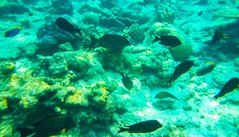 snorkelen onderwater- keer bekeken vis koralen turkoois water rasdhoo eiland Maldiven. foto