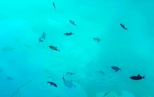 snorkelen onderwater- keer bekeken vis koralen turkoois water rasdhoo eiland Maldiven. foto