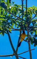tropisch caraïben geel oranje vogelstand papegaaien exotisch natuur strand Mexico. foto
