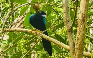 yucatan gaai vogel vogelstand in bomen tropisch oerwoud natuur Mexico. foto