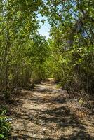 tropisch Woud oerwoud natuur caraïben exotisch palm bomen planten Mexico. foto