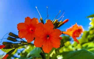 kou cordia subcordata bloeiende boom met oranje bloemen in mexico. foto