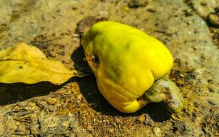 cachou boom anacardium occidentale met rijp fruit noten in Mexico. foto