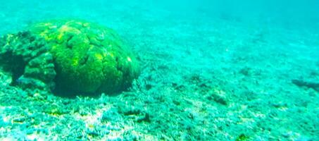 snorkelen onderwater- keer bekeken vis koralen turkoois water rasdhoo eiland Maldiven. foto