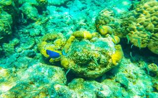 snorkelen onderwater- keer bekeken vis koralen turkoois water rasdhoo eiland Maldiven. foto