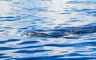 reusachtig walvis haai zwemt Aan de water oppervlakte Cancun Mexico. foto