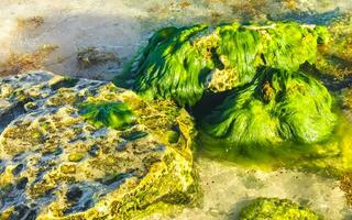 stenen rotsen koralen turkoois groen blauw water Aan strand Mexico. foto